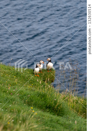 Beautiful puffin perched on coastal cliffs of the Faroe Islands during summer breeding season. 132630514