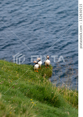 Beautiful puffin perched on coastal cliffs of the Faroe Islands during summer breeding season. 132630515