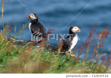 Beautiful puffin perched on coastal cliffs of the Faroe Islands during summer breeding season. 132630516