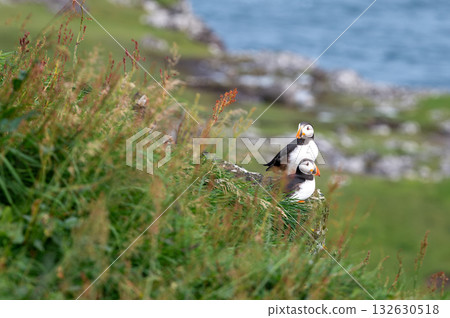 Beautiful puffin perched on coastal cliffs of the Faroe Islands during summer breeding season. 132630518