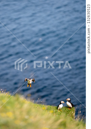 Beautiful puffin perched on coastal cliffs of the Faroe Islands during summer breeding season. Beautiful puffin perched on coastal cliffs of the Faroe Islands during summer breeding season. 132630523
