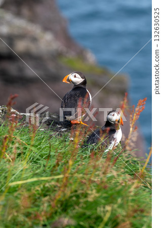 Beautiful puffin perched on coastal cliffs of the Faroe Islands during summer breeding season. Beautiful puffin perched on coastal cliffs of the Faroe Islands during summer breeding season. 132630525