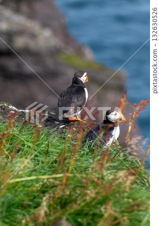 Beautiful puffin perched on coastal cliffs of the Faroe Islands during summer breeding season. Beautiful puffin perched on coastal cliffs of the Faroe Islands during summer breeding season. 132630526