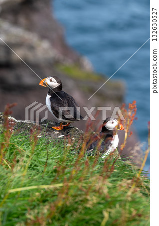 Beautiful puffin perched on coastal cliffs of the Faroe Islands during summer breeding season. Beautiful puffin perched on coastal cliffs of the Faroe Islands during summer breeding season. 132630527