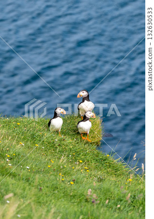 Beautiful puffin perched on coastal cliffs of the Faroe Islands during summer breeding season. Beautiful puffin perched on coastal cliffs of the Faroe Islands during summer breeding season. 132630533