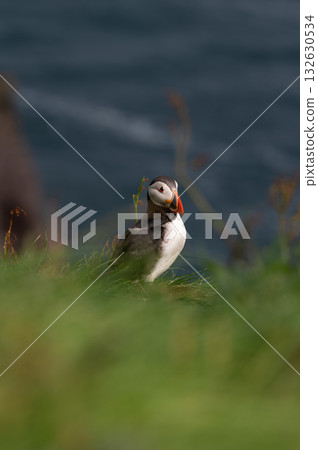 Beautiful puffin perched on coastal cliffs of the Faroe Islands during summer breeding season. 132630534