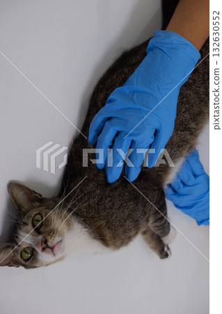 The veterinarian doctor treating, checking on an ill cat at vet clinic The veterinarian doctor treating, checking on an ill cat at vet clinic 132630552