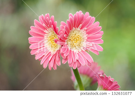 Pink Gerbera Flower Pink Gerbera Flower 132631077