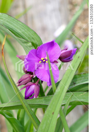 紫色牽牛花 紫色牽牛花 132631080