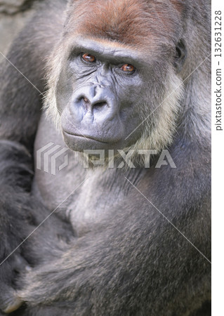 A portrait of a gorilla posing like, "This is also manly, isn't it?" 132631228