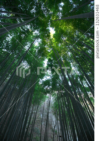 The lush bamboo forest at Hokokuji Temple in Kamakura The lush bamboo forest at Hokokuji Temple in Kamakura 132631468