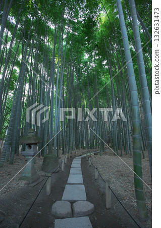 鎌倉報國寺鬱鬱蔥蔥的竹林 鎌倉報國寺鬱鬱蔥蔥的竹林 132631473