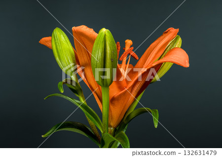 Orange Lily Flower Plant Dark Slate Gray Background 132631479