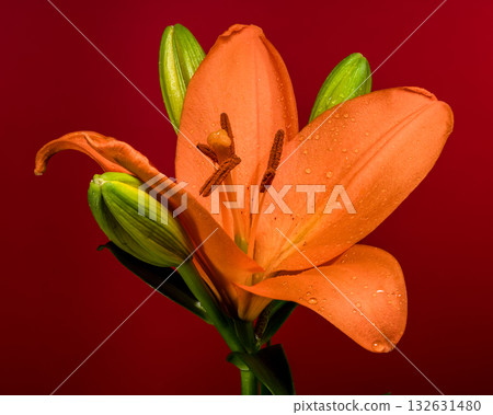 Dramatic Orange Lily Flower Against Bold Red Background Dramatic Orange Lily Flower Against Bold Red Background 132631480