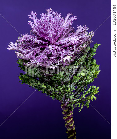Stunning Decorative Flowering Cabbage Plant with Rich Purple and Green Leaves 132631484