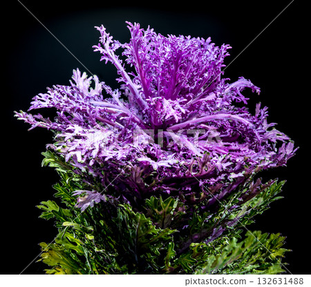 Dramatic Ornamental Cabbage with Vivid Purple and Green on Black 132631488
