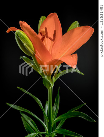 Full Orange Lily Flower Plant Stem Leaves Black Background 132631493
