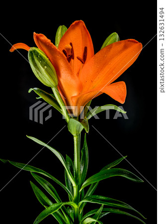 Full Orange Lily Flower Plant Stem Leaves Black Background 132631494