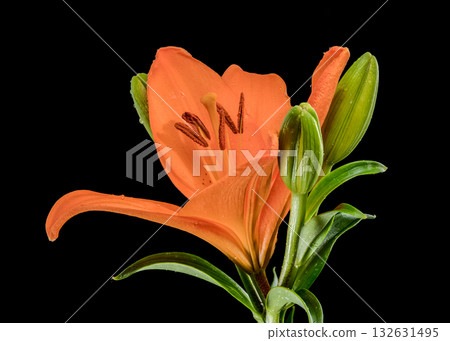 Full Orange Lily Flower Plant Stem Leaves Black Background 132631495