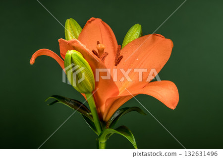 Orange Lily and Buds Against Deep Green Background 132631496