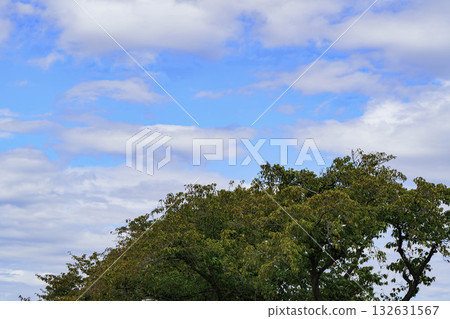 秋天天空和秋葉 秋天天空和秋葉 132631567