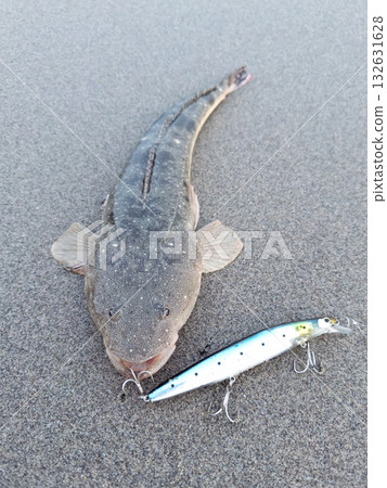 Freshly caught flathead and lure Freshly caught flathead and lure 132631628