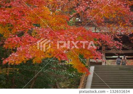 北鎌倉的秋葉和楓樹色彩斑斕，自然風光秀麗。 132631634