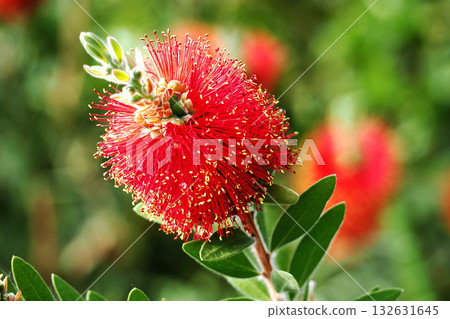 Red brushwood 132631645