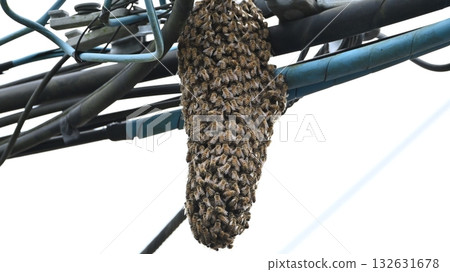 Swarming 132631678
