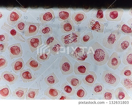 Experimental observation using orcein acetate 132631803