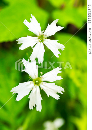 在南阿爾卑斯山脈大門澤的登山道上，生長著一簇千壽菊。攀登白峰三山的愛之岳和野鳥岳。 132631843