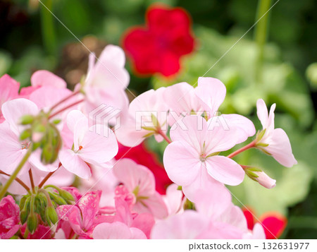 Pink geranium flowers 132631977
