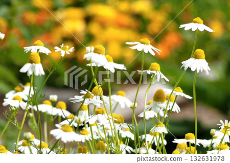 White chamomile flowers 132631978