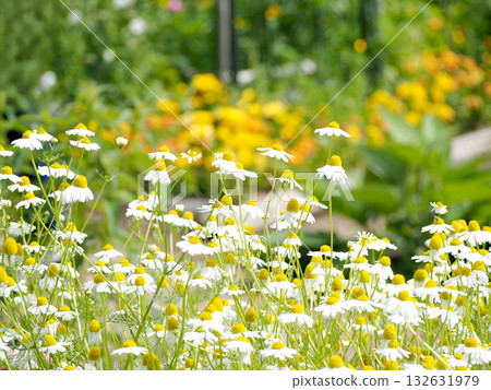 白色洋甘菊花 白色洋甘菊花 132631979