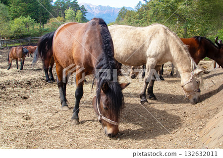 Kiso Horse Village, Nagano Prefecture 132632011