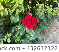 自然光下的一朵紅玫瑰 132632322