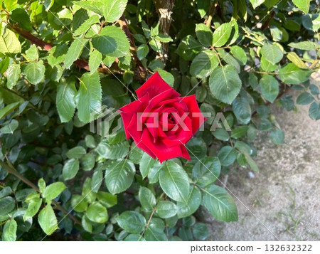 自然光下的一朵紅玫瑰 自然光下的一朵紅玫瑰 132632322