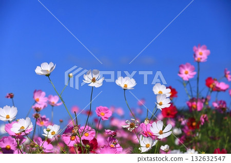 Cosmos swaying in the wind Cosmos swaying in the wind 132632547