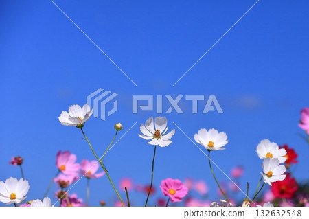 宇宙在風中搖曳 132632548