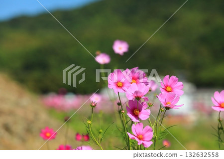 Cosmos swaying in the wind 132632558