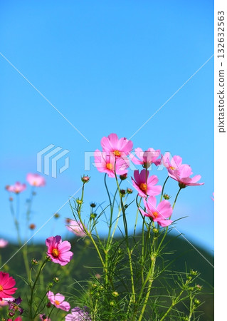 Cosmos swaying in the wind 132632563