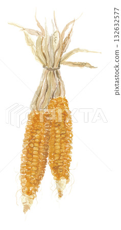 Dried corn painted in watercolor 132632577