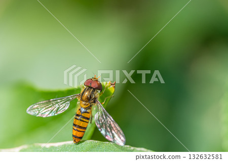 一隻雄性細頭蠅停在一根草葉上。 132632581