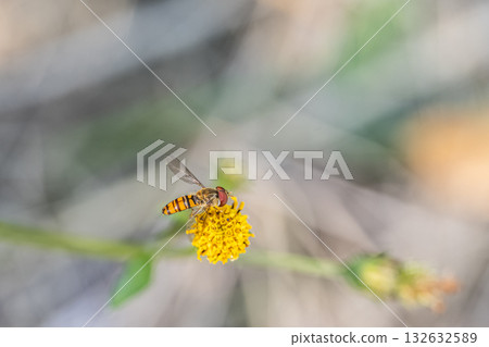A male slender-headed fly eating pollen from a flower 132632589