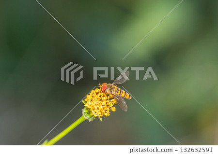 A male slender-headed fly eating pollen from a flower A male slender-headed fly eating pollen from a flower 132632591