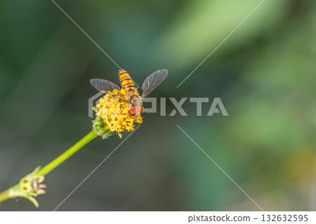 一隻雄性細頭蠅正在吃花粉 一隻雄性細頭蠅正在吃花粉 132632595