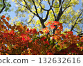 Red and yellow autumn leaves Red and yellow autumn leaves 132632616