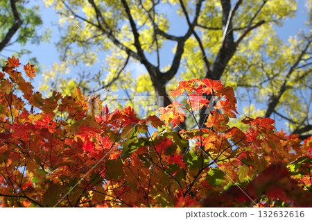 紅色和黃色秋葉 132632616