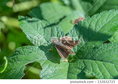 Ichimon dieselis 132632725