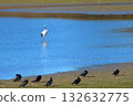 冬季池塘上的鸛和水禽 132632775